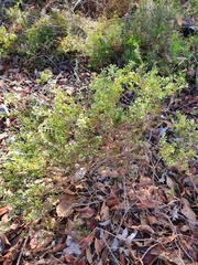 Leucopogon pulchellus