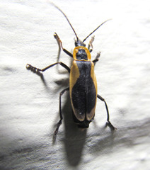 Chauliognathus distinguendus