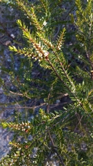 Thryptomene micrantha