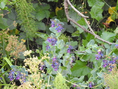 Cerinthe major purpurascens