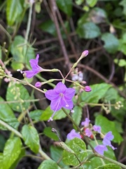 Commicarpus pentandrus