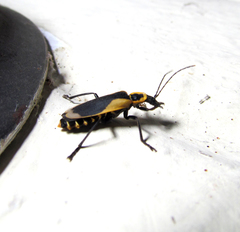 Chauliognathus distinguendus