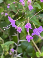 Commicarpus pentandrus