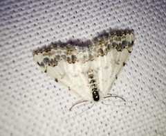 Scopula decorata
