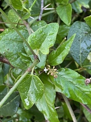 Commicarpus pentandrus