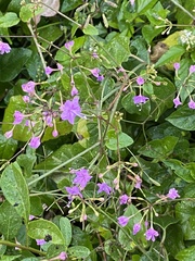 Commicarpus pentandrus