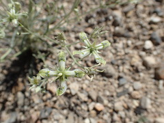 Frasera albomarginata