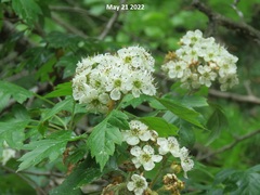 Crataegus pinnatifida