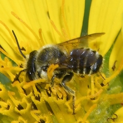 Litomegachile