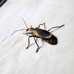 Chauliognathus distinguendus