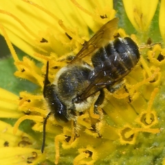 Litomegachile