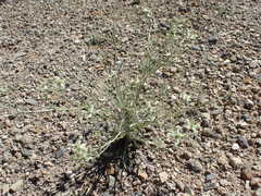 Frasera albomarginata