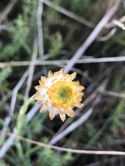 Coronidium gunnianum