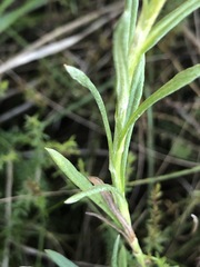 Coronidium gunnianum