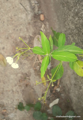 Rhinacanthus nasutus