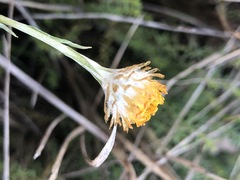 Coronidium gunnianum