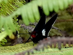 Pyrrhopyge phidias