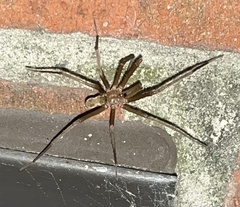 Kukulcania hibernalis