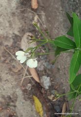 Rhinacanthus nasutus