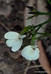 Rhinacanthus nasutus