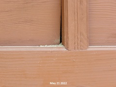 Orancistrocerus drewseni