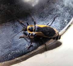 Chauliognathus distinguendus