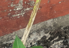 Rhinacanthus nasutus