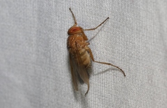 Ormia ochracea