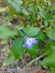 Vinca major