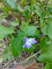 Vinca major