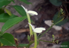 Rhinacanthus nasutus
