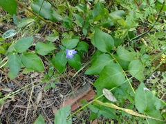 Vinca major