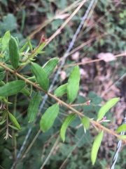 Grevillea quadricauda