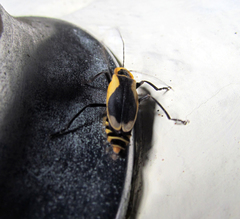 Chauliognathus distinguendus