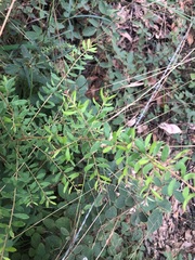 Grevillea quadricauda