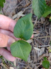Vinca major