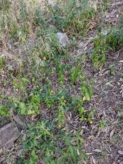 Vinca major