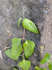 Vinca major
