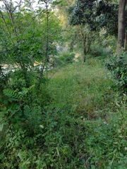 Vinca major