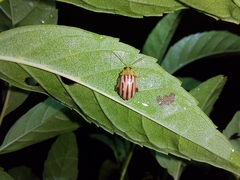 Walterianella oculata