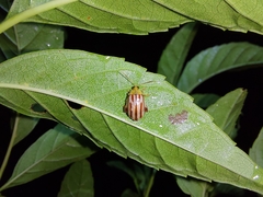 Walterianella oculata