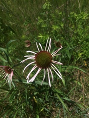 Echinacea pallida