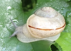 Kerkophorus vittarubra