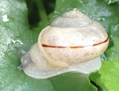 Kerkophorus vittarubra
