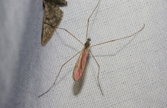 Dicranoptycha melampygia