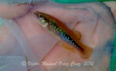 Profundulus mixtlanensis