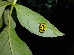 Alagoasa jacobiana