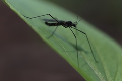 Gnophomyia