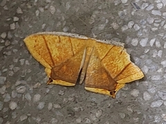 Thinopteryx crocoptera