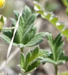 Potentilla nivea